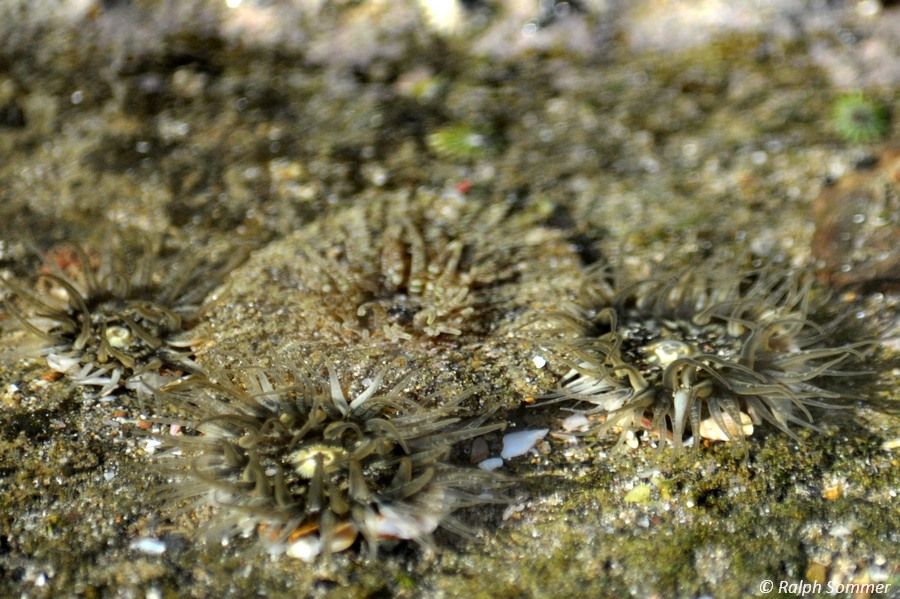 Seeanemonen am Playa Pochomil
