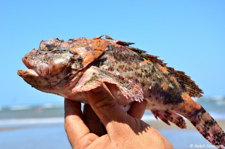 Drachenkopffisch am Playa Pochomil in Nicaragua