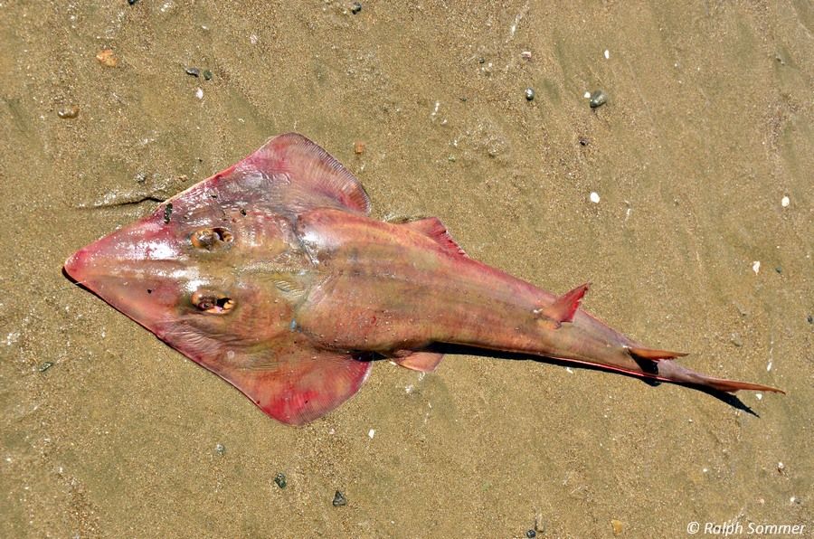 Gitarrenfisch
