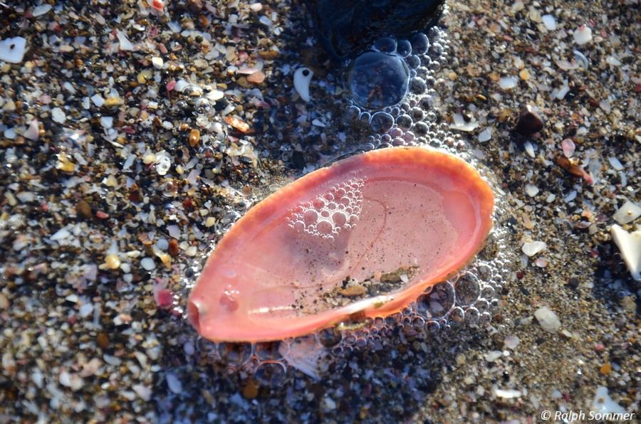 Muschelsand Nicaragua