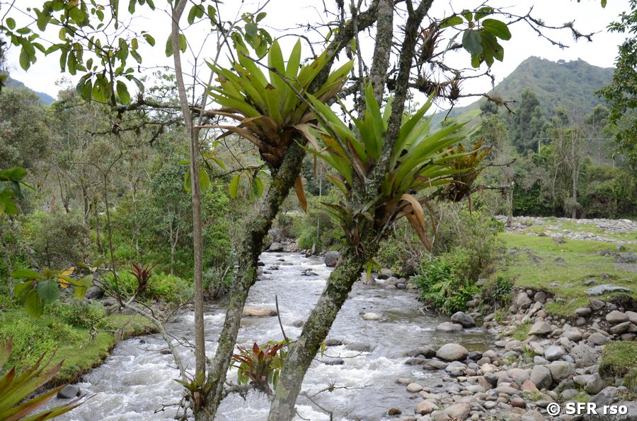 Bergfluss in Quindio