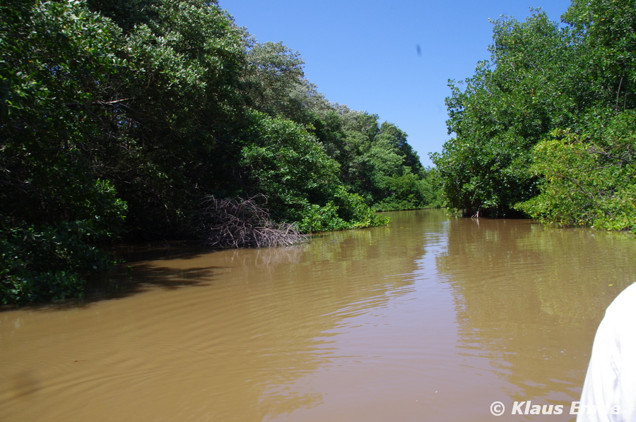 Mangrovenwald