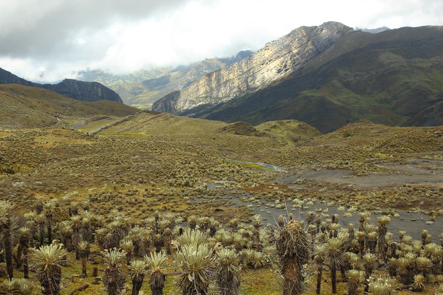 Cocuy Paramo mit Frailejones-Pflanzen