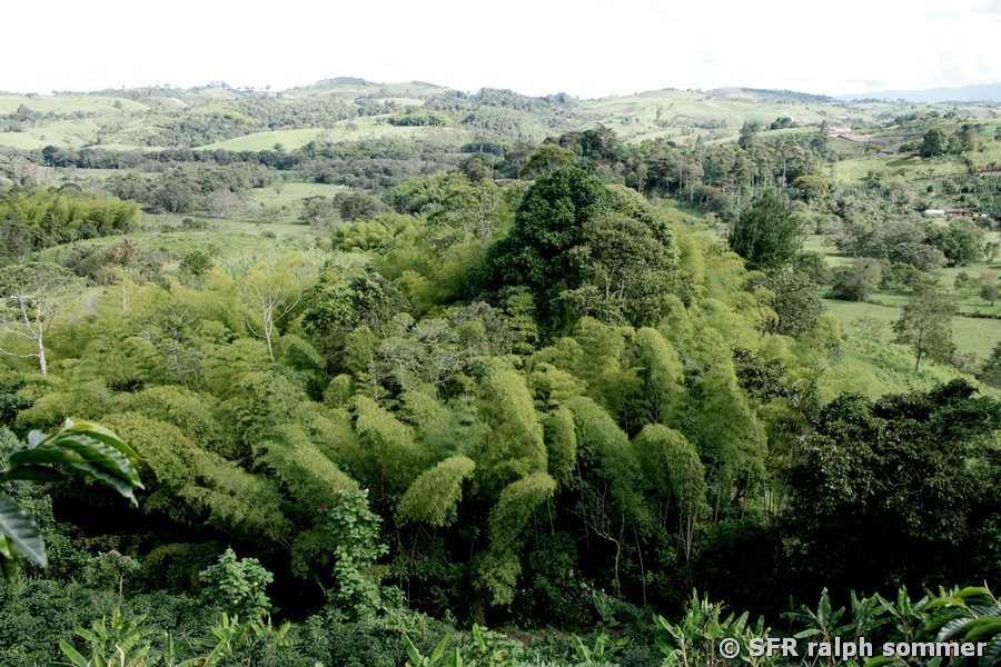Bambushain bei San Agustín