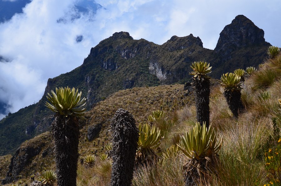 Finca La Argentina Gebirgsrat