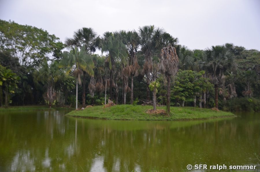 Lagune mit Palmen bei Villavicencio