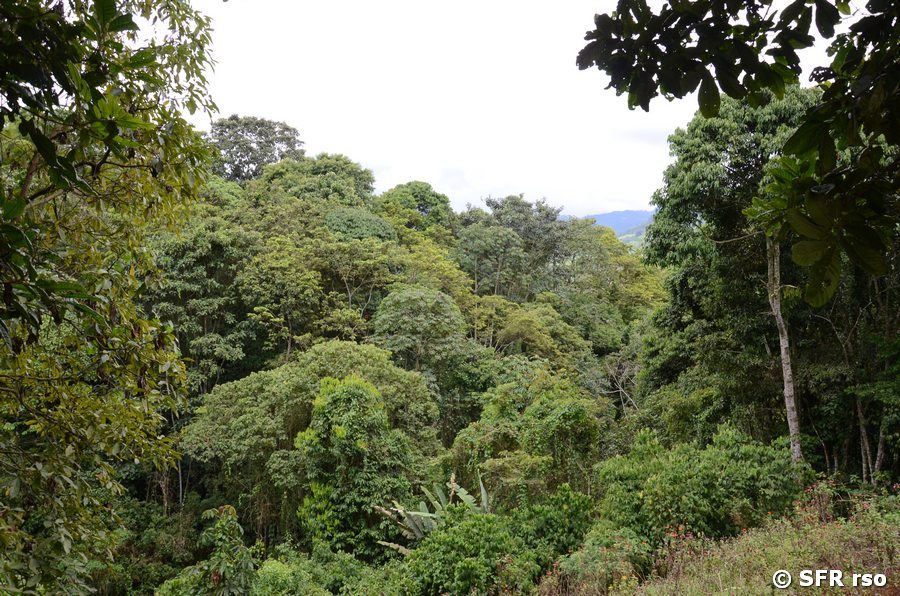 Mischwald Botanischer Garten bei Calarca