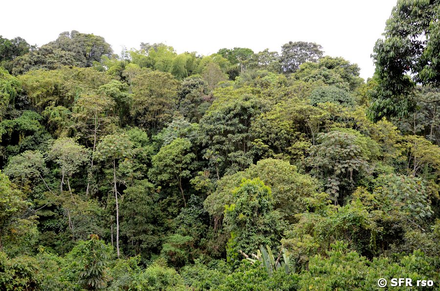 Mischwald Botanischer Garten bei Calarca