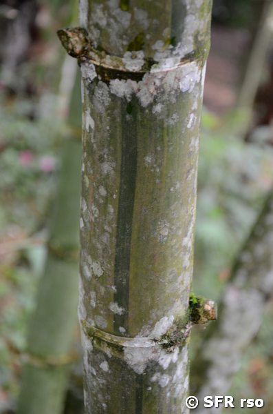 Reifer Bambus, Guadua bicolor
