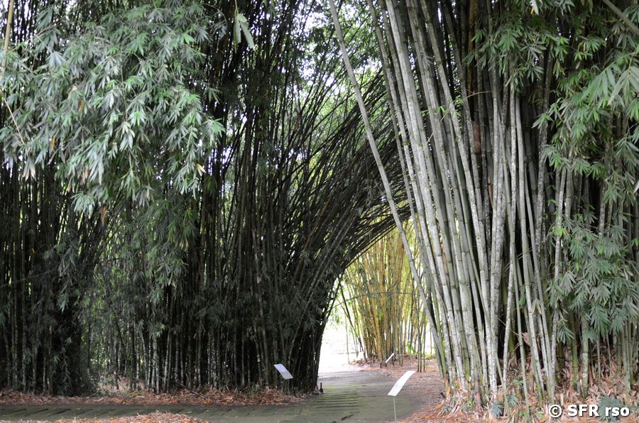 Bambu asiatico