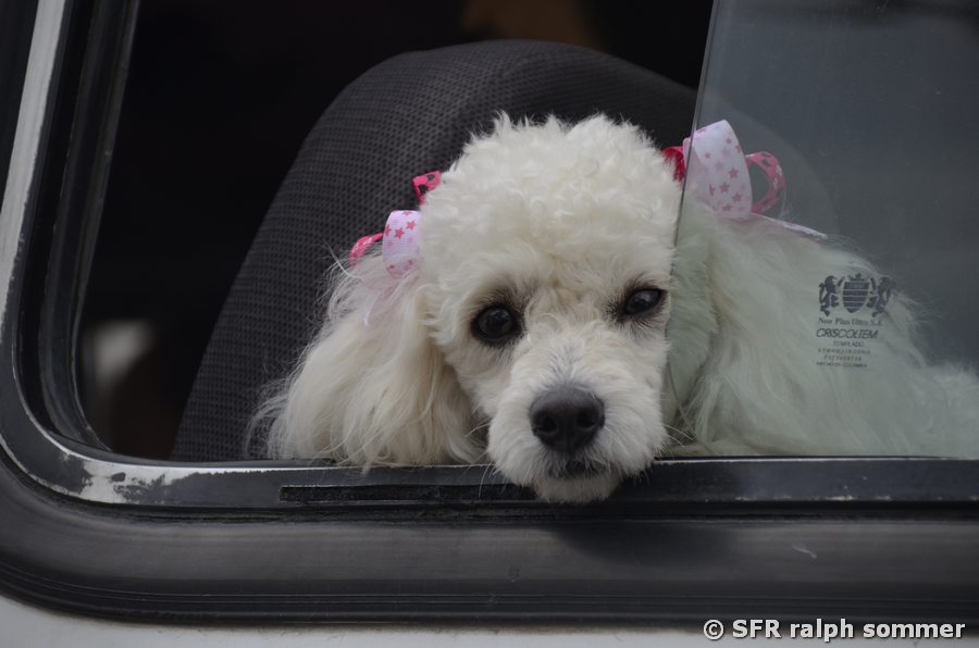 Pudel unterwegs zur Hundeausstellung