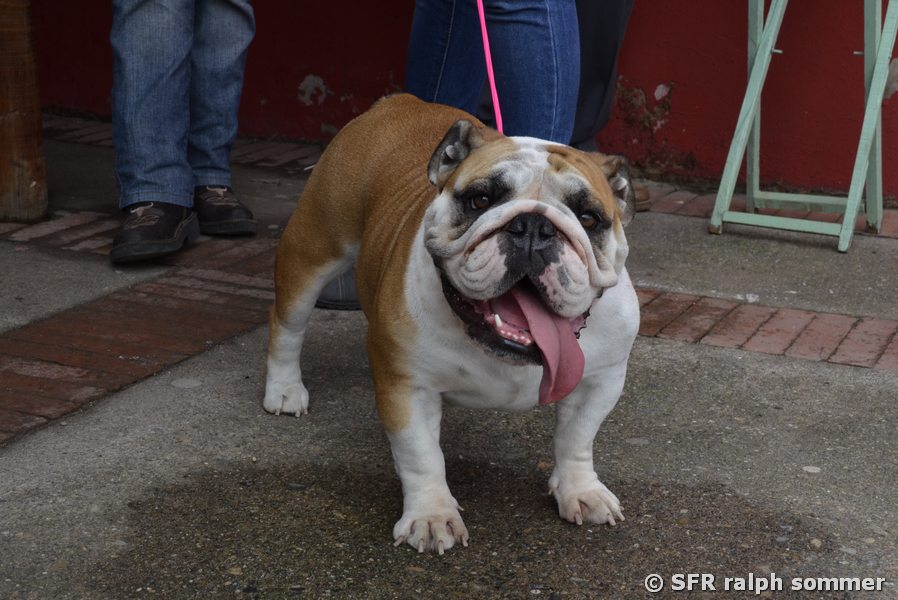 Prächtige Bulldogge
