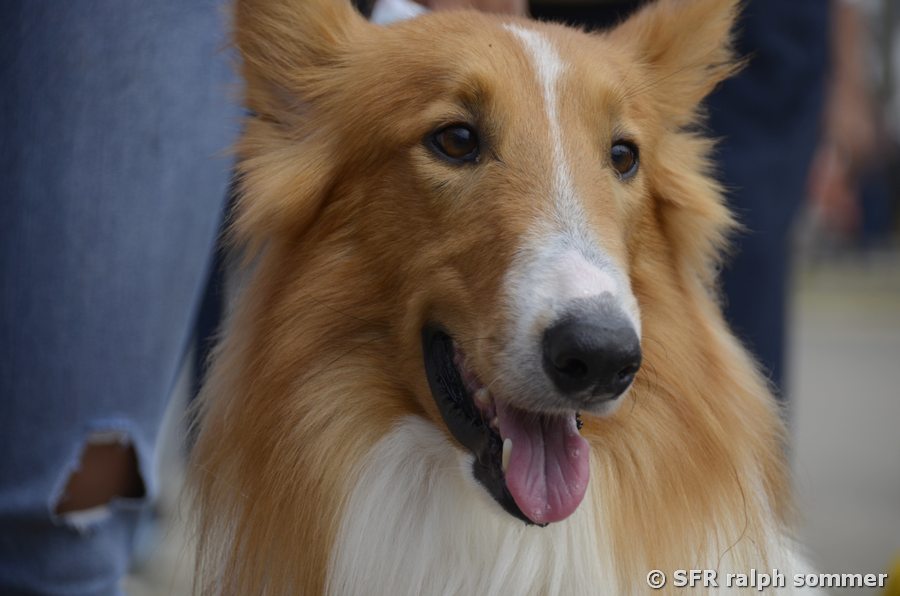 Afghanischer Windhund