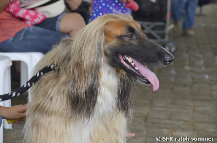 Afghanischer Windhund