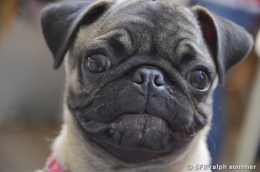 Bulldogge Villavicencio