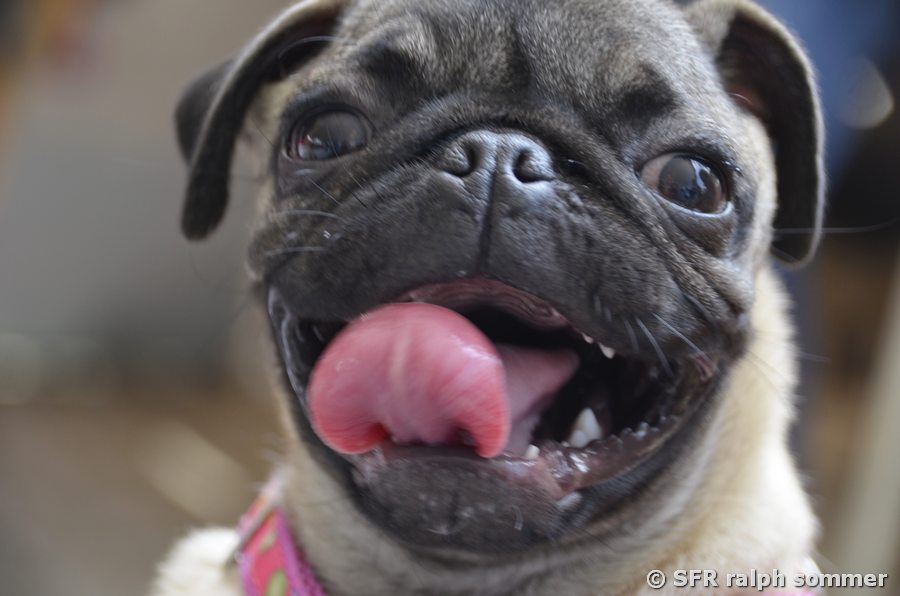Bulldogge Villavicencio