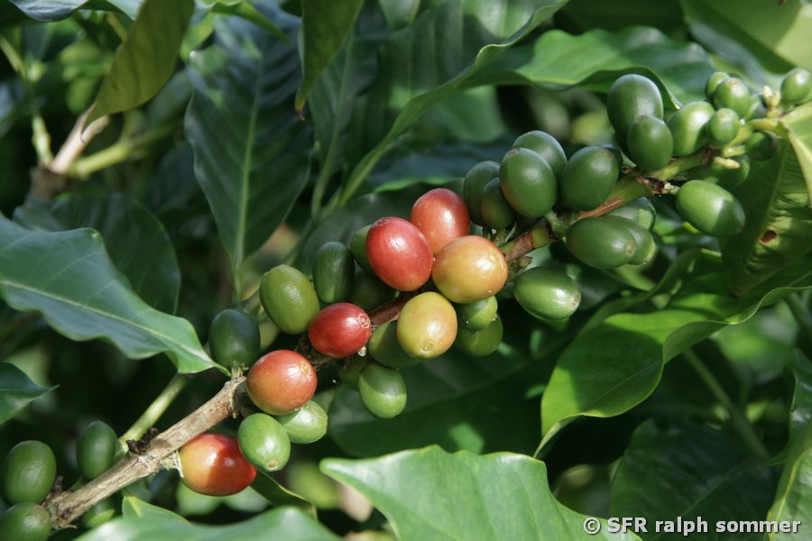 Reife und unreife Kaffeekirschen
