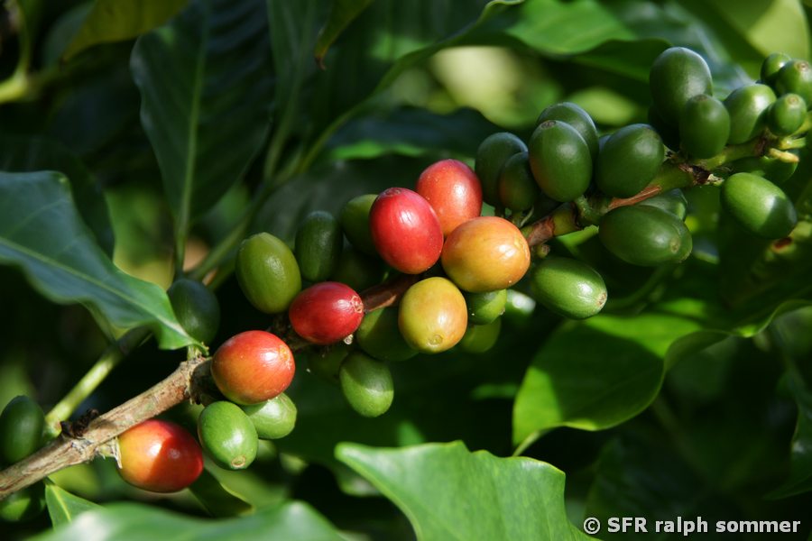 Kaffeekirschen