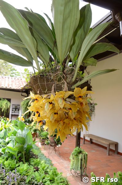 Orchideen
