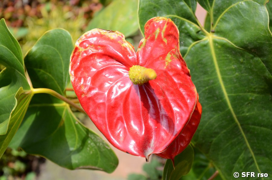 Anthurium rot im Patio