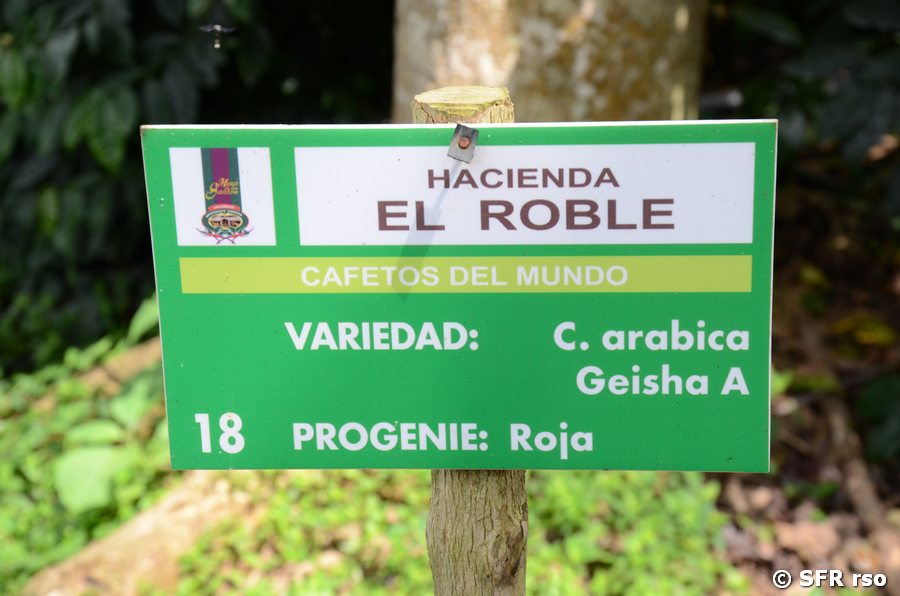 Schild Coffea arabica