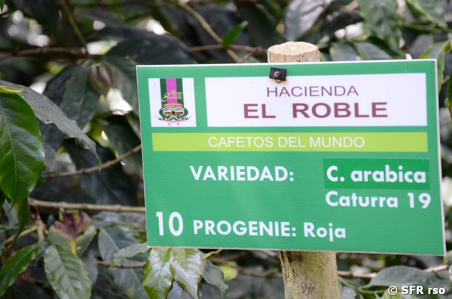 Schild Coffea arabica Caturra 19