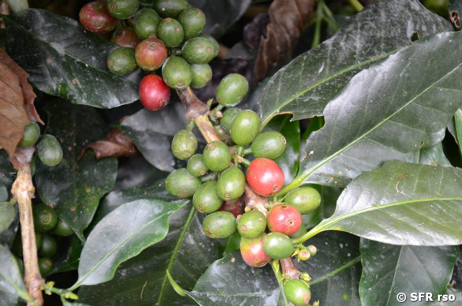 Reife und unreife Kaffeekirschen