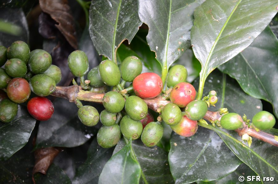 Kaffeekirschen
