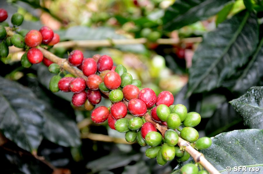 Schöne Kaffeekirschen