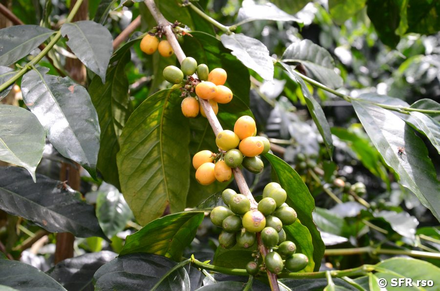 Gelbe Kaffeekirschen