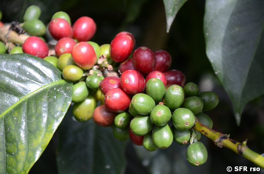 Perfekte Kaffeekirschen