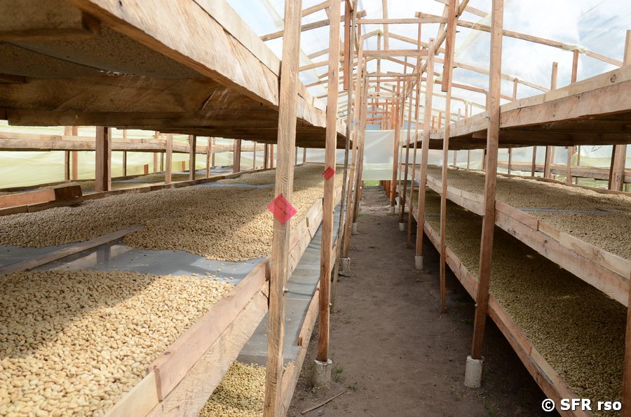 Kaffeetrockner Tische Hacienda El Roble