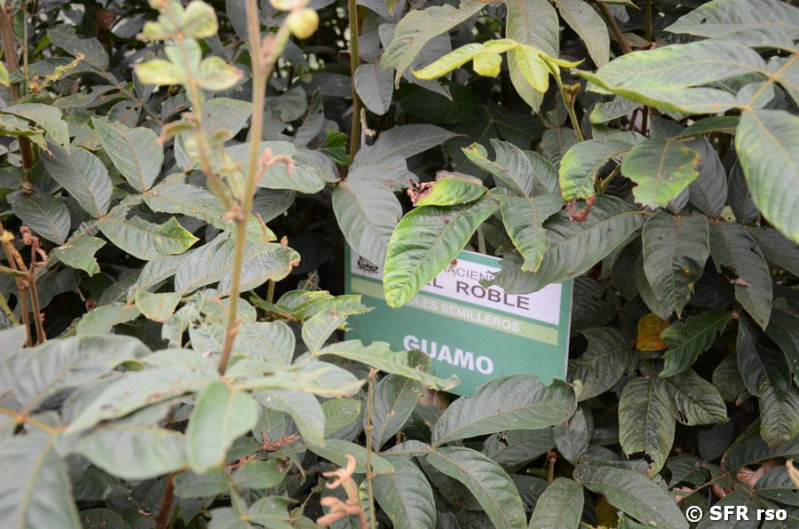 Guamo Pflänzlinge