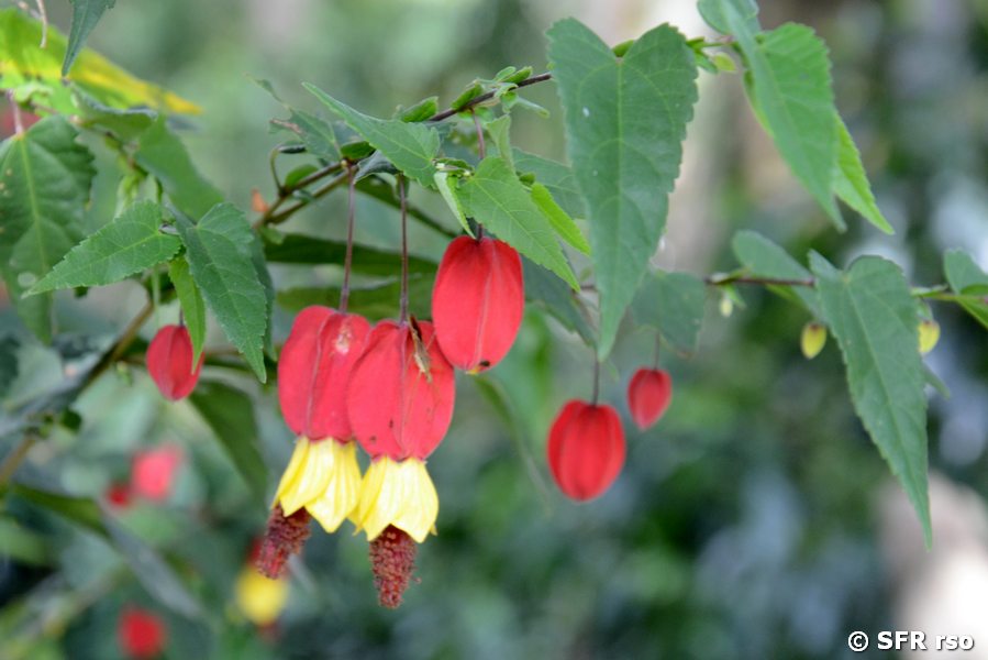 Malvenblüten