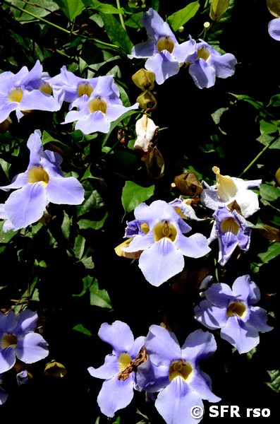 Thunbergia grandiflora