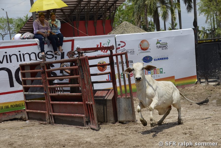 Zebu