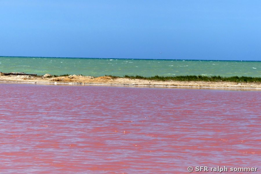 Rote Sole und Karibikmeer im Hintergrund