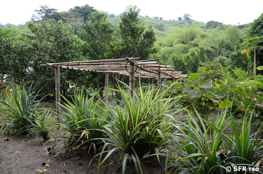 Pandanus und Naranjillas