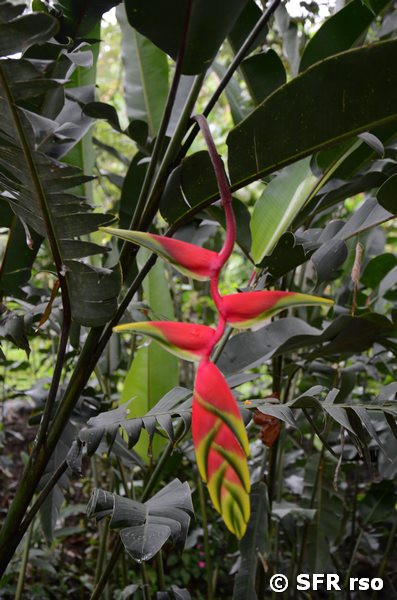 Heliconia rostrata