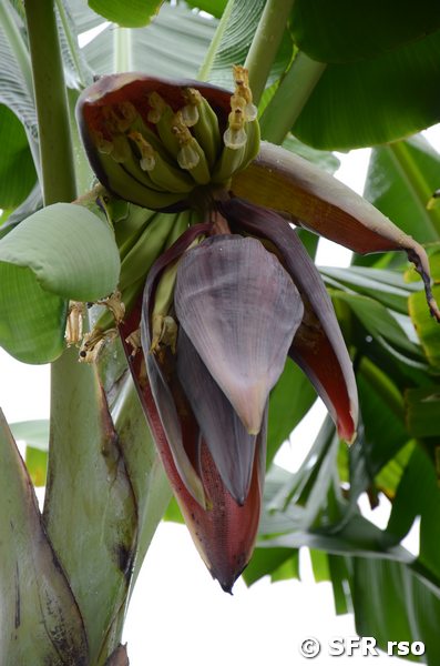 Bananenblüte