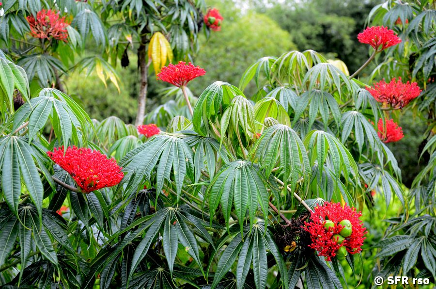Jatropha "Rhabarber von Guatemala"