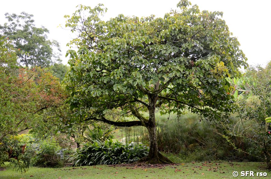Zapotebaum