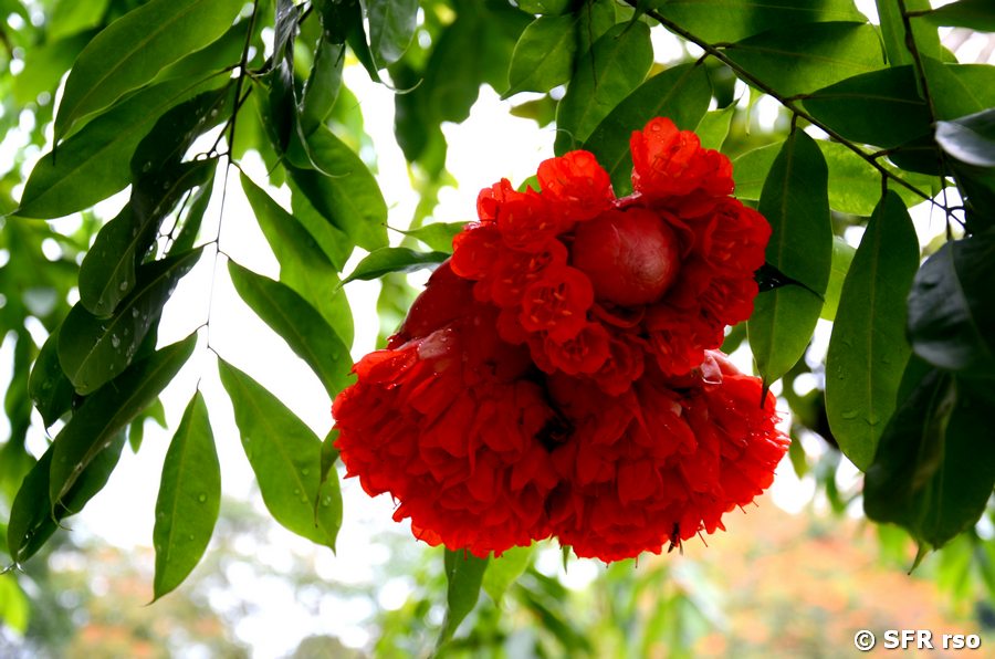 Cruz caspi rosa, Brownea macrophylla
