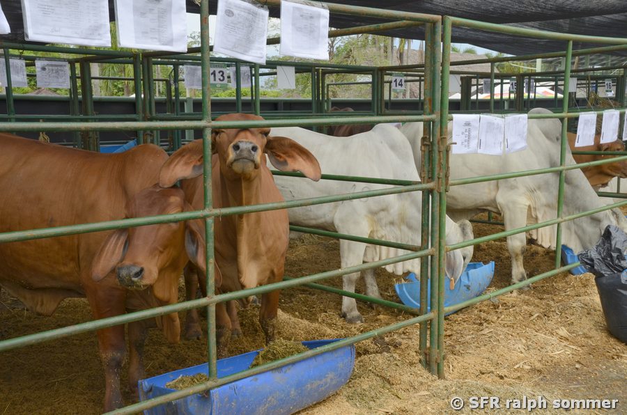 Brahman Viehausstellung