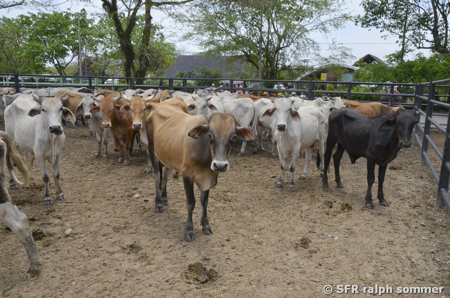 Ganado Criollo zum Verkauf in Llanos