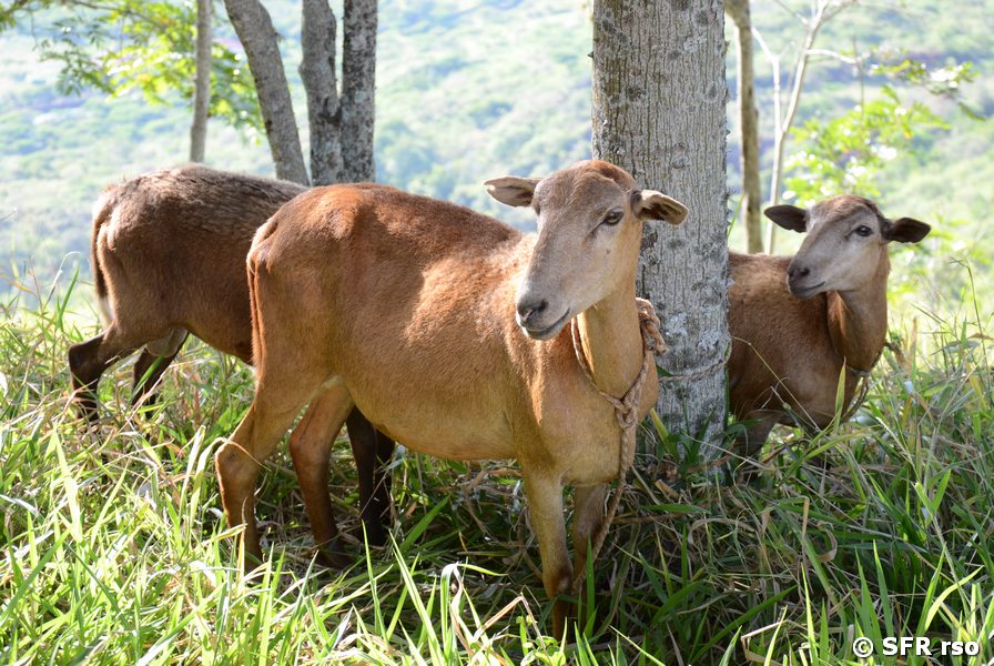 Camuro Schafziege bei Guane