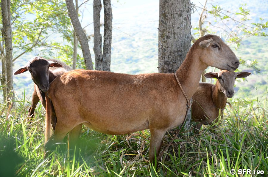 Camuro Schafziege bei Guane