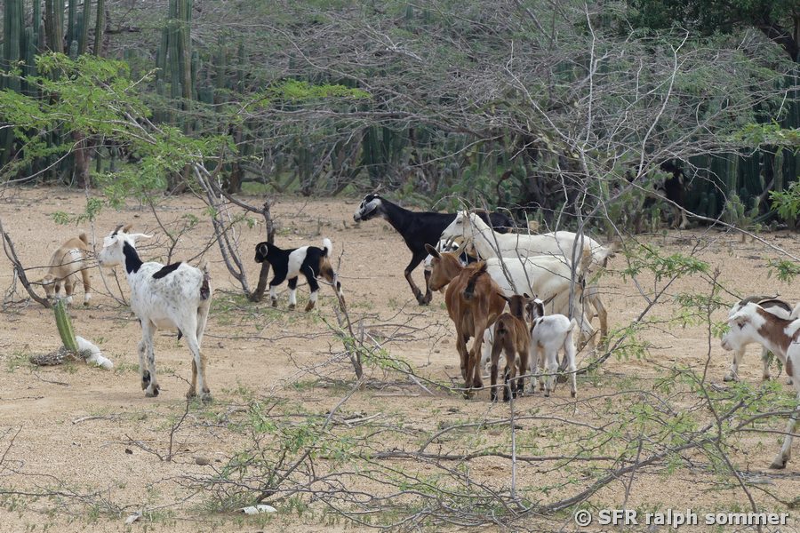 Ziegen in La Guajira
