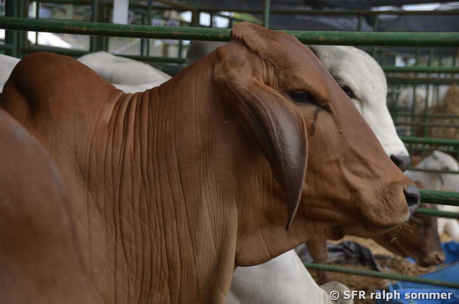 Brahman Viehausstellung