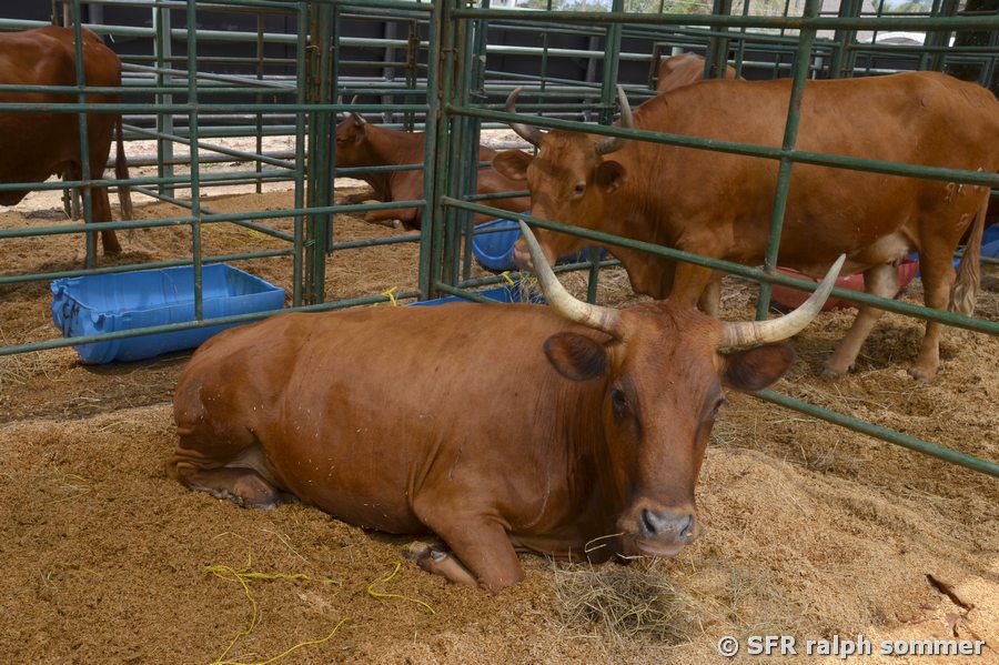 Ankole-Watusi Rinder